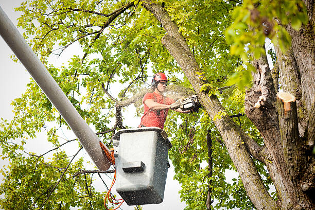 Dead Tree Removal in Bellefonte, PA